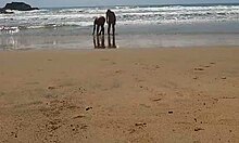 Ett äkta par ägnar sig åt offentlig nakenhet på stranden